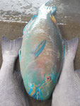 Tropenfisch, gefangen auf den Seychellen