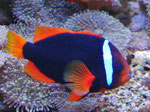 Oceaneum und Meeresmuseum Stralsund