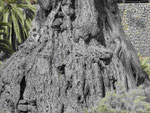 Der Riesendrachenbaum von Icod de los Vinos, Teneriffa, Kanarische Inseln, Spanien