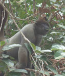 Am Rio Negro/Brasilien