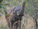 Elefant im Kruger National Park, Südafrika