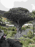 Der Riesendrachenbaum von Icod de los Vinos, Teneriffa, Kanarische Inseln, Spanien