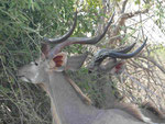 Kudubullen im Etoscha Nationalpark in Namibia