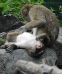 Affen im Berliner Tierpark