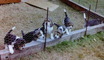 Bassets in Aquitanien