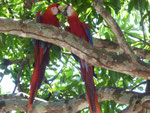 Aras, Costa Rica