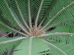 Botanischer Garten Montreal, Kanada
