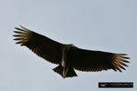 Black Vulture; Everglades National Park; Florida