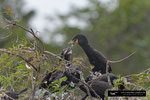 Feeding Cormorant/Fütternder Kormoran; Boynton Beach; Florida
