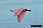 Roseate Spoonbill / Rosa Löffler; Ding Darling National Wildlife Refuge; Sanibel Island; Florida