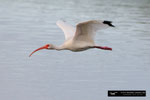 Ibis; Ding Darling National Wildlife Refuge; Sanibel Island; Florida