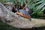 Chicken Turtle ???; Boynton Beach; Florida