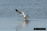 Great White Egret; Ding Darling National Wildlife Refuge; Sanibel Island; Florida