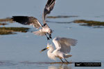 Snowy Egret; Ding Darling National Wildlife Refuge; Sanibel Island; Florida