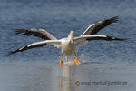 White Pelican / Pelikan; Ding Darling National Wildlife Refuge; Sanibel Island; Florida