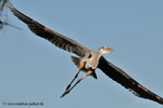 Great Blue Heron; Viera Wetlands; Melbourne; Florida