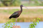 Glossy Ibis; Viera Wetlands; Melbourne; Florida