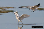 Snowy Egret; Ding Darling National Wildlife Refuge; Sanibel Island; Florida