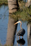 Great Blue Heron; Viera Wetlands; Melbourne; Florida