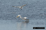 Great White Egret; Ding Darling National Wildlife Refuge; Sanibel Island; Florida