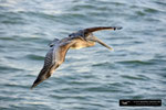 Brown Pelican; Fort Myers Beach, Florida