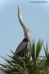 Great Blue Heron; Viera Wetlands; Melbourne; Florida