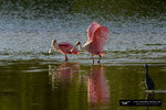 Roseate Spoonbill; Ding Darling National Wildlife Refuge; Sanibel Island; Florida