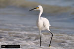 Snowy Egret/Egretta thula; Fort Myers Beach, Florida