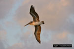 Brown Pelican; Fort Myers Beach, Florida