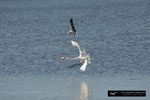 Great White Egret; Ding Darling National Wildlife Refuge; Sanibel Island; Florida