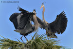 Great Blue Herons; Viera Wetlands; Melbourne; Florida