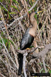 Anhinga; Everglades National Park; Florida