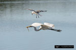 Great White Egret; Ding Darling National Wildlife Refuge; Sanibel Island; Florida