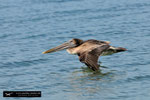 Brown Pelican; Fort Myers Beach, Florida