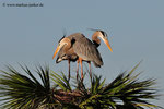 Great Blue Herons; Viera Wetlands; Melbourne; Florida