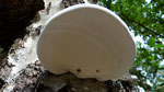 Een bijzondere paddenstoel die denkt dat hij een Rog is!