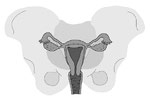 女性 子宮 卵巣