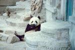 Panda allo zoo di Pechino