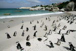 Boulders Beach, Cape Town, Südafrika