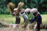 Rice harvest, Vietnam