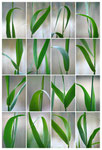 Naturgrafiken #2