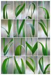 Naturgrafiken #2