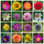 Flowerpower