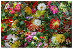 Faded flowers