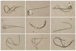 Naturgrafiken #4
