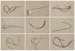 Naturgrafiken #4