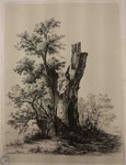 Charmier 8, Le gros arbre coupé, s.d. (BM Lyon, Res Est 28211)