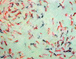 游遊 / Play Swim , 2008, watercolor, oil, alkyd on canvas, 91×116.7 cm (35.8×46 in) 