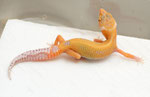 Der selbe Tangerine Bell Albino im Alter von 10 wochen