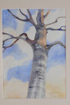 Kahler Baum    Bildgrösse    83  x 61  cm